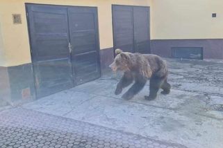 Medvěd u Detvy zranil dva lidi, jednoho vážně na hlavě - Novinky